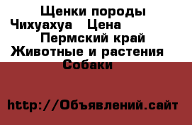 Щенки породы Чихуахуа › Цена ­ 10 000 - Пермский край Животные и растения » Собаки   